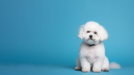 Fototapeta premium Bichon frise dog on blue background with copy space (Generative AI)