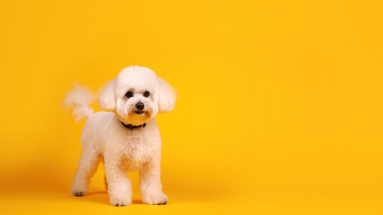 Bichon frise dog on yellow background with copy space (Generative AI)