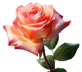 single red rose close up