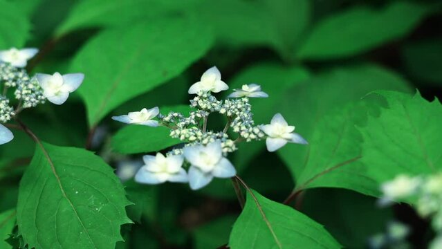 紫陽花の素材