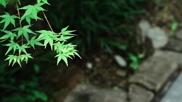 緑の紅葉