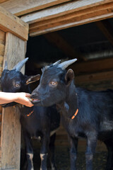 little goats eat from children's hands