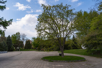 ハルニレの木 札幌 北海道