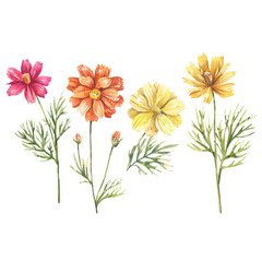Collection of watercolor illustration of cosmos flowers.