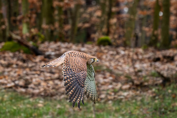 Eurasian Kestrel - Falco tinnunculus, beautiful raptor from European forests and woodlands , Czech Republic.