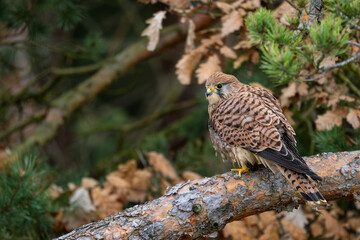 Eurasian Kestrel - Falco tinnunculus, beautiful raptor from European forests and woodlands , Czech Republic.