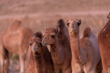 Camels in the Desert