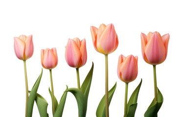 bouquet of tulips