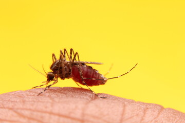 Macro of a mosquito feeding on blood.