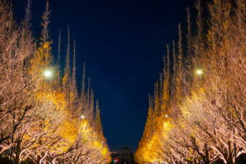 【#東京】ライトアップされた夜の明治神宮外苑の銀杏並木