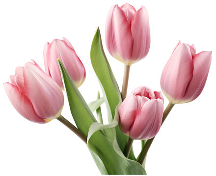 Pink Tulips Isolated On White