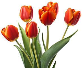 Fototapeta premium bouquet of orange-red tulips