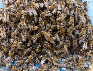 texture, the bees huddled together and sat on the fly and the hive wall, hiding from the heat