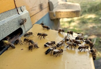 a long-standing yellow hive board on which bees fly in and out