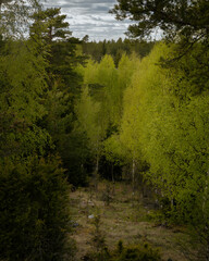 Obraz premium trees in the forest