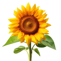 Fototapeta premium sunflower isolated on white