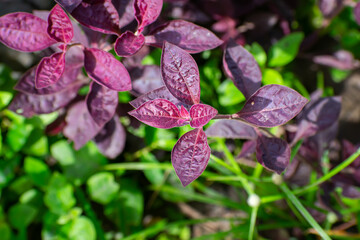 Alternanthera is a genus of flowering plants in the family Amaranthaceae. It is a widespread genus with most species occurring in the tropical Americas, and others in Asia,