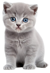 Fototapeta premium scottish fold cat