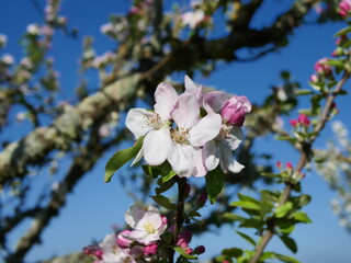 common apple blossom