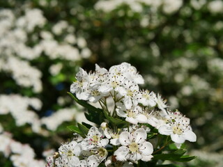 blooming white hawthorn