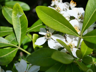 white crabapple flowers