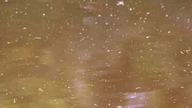 Colorful carps in garden pond swimming through algae and eating alga or nutrition filtering from water in close-up macro view on sunny day with big fish in algae as fish breeding and fish farming
