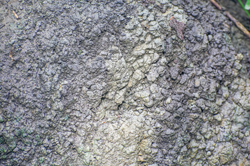 This is a close up macro shot of the soil.