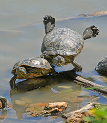 turtles in the pond - 604614272