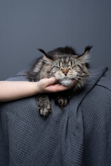 hand of unrecognizable person petting maine coon cat under the chin. the cat is enjoying the...