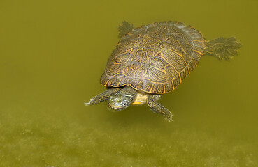 Exotic turtle swimming in the water of pond - 604615432