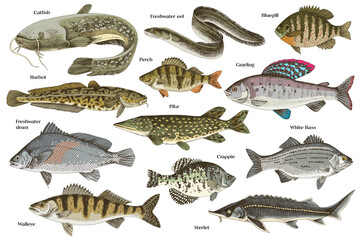 Hand drawn vector illustrations of different fish - 604615680