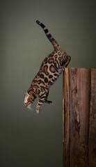 Bengal cat jumping down from a wooden tree log.  mid air studio shot on olive green background with copy space