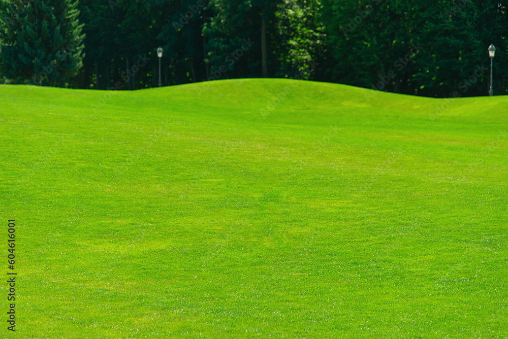 Poster Lush green grass meadow background, grass texture. Beautiful morning light in public park with green grass field an.