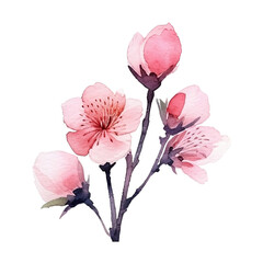 Beautiful water color of Sakura cherry blossom clip arts