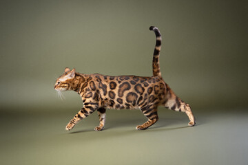 bengal cat with beautiful fur pattern walking on olive green studio background, side view with copy space