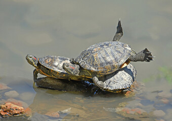turtles on the water - 604616680