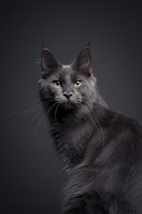 beautiful blue maine coon kitten looking at camera. portrait on gray studio background