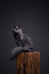 gray maine coon kitten with fluffy tail sitting on wooden podest. Studio shot on gray background...
