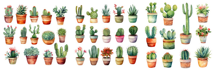 Watercolor set of cactus flowers clip art isolated on white transparent background, PNG ,Generative AI - obrazy, fototapety, plakaty