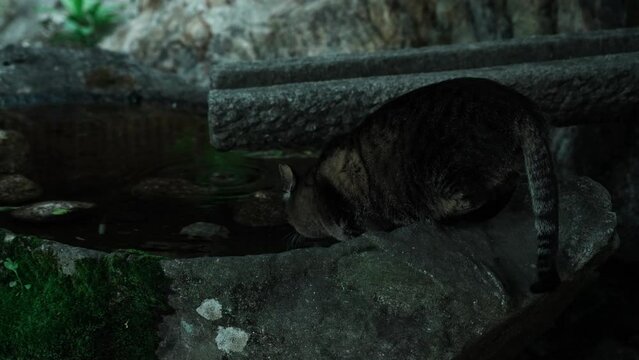 水を飲む野良猫