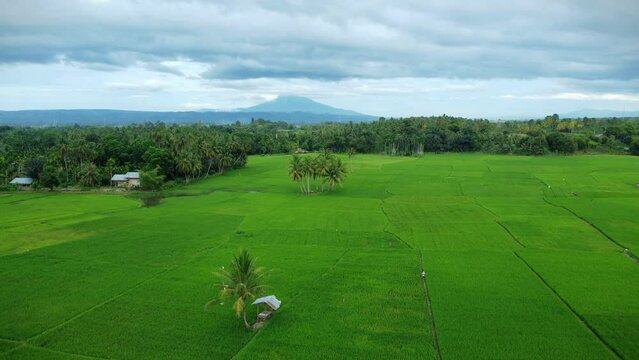 Drone footage unveils the picturesque harmony between sprawling rice fields and the majestic Mount Seulawah Agam.