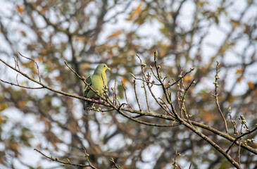 A Gray footed green pigeon perched on a tall tree in the deep jungles of Thattekad, Kerala