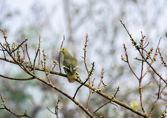 A Gray footed green pigeon perched on a tall tree in the deep jungles of Thattekad, Kerala