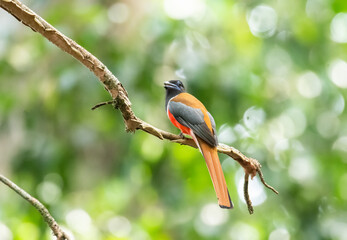 A Malabar trogon perched on a tree branch in the deep jungles on the outskirts of Thattekad, Kerala
