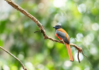 A Malabar trogon perched on a tree branch in the deep jungles on the outskirts of Thattekad, Kerala