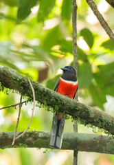 A Malabar trogon perched on a tree branch in the deep jungles on the outskirts of Thattekad, Kerala