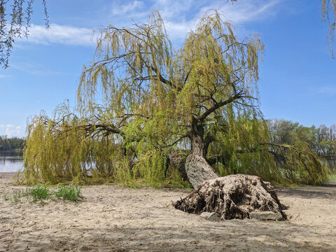 Fallen large willow tree on the sandy river bank on a sunny spring day
