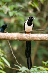 A White-bellied treepie perched on a tree branch in the deep jungles on the outskirts of Thattekad, Kerala