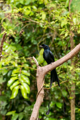 A Rocket tailed drongo perched on top of a tree branch in the deep jungles of Thattekad, Kerala
