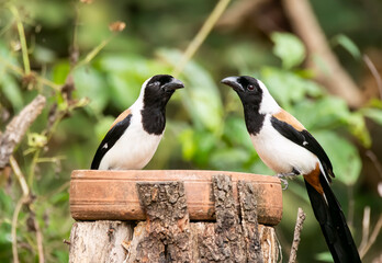 A White-bellied treepie perched on a tree branch in the deep jungles on the outskirts of Thattekad, Kerala